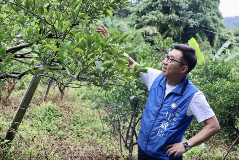 台中市豐原區椪柑結果率不佳  農友：十年來最嚴重！立委江啟臣邀集會勘關心農損情況