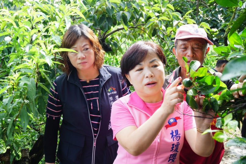 乾旱驟雨摧殘潭子椪柑著果率差  柑橘農苦不堪  立委楊瓊瓔、市議員賴朝國爭取災損現金救助