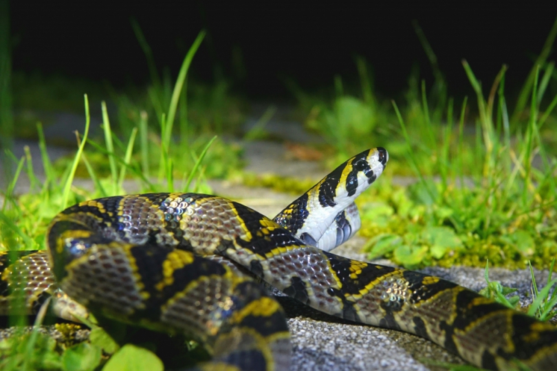 迎接端午連假！最豔麗高砂蛇驚喜現身大雪山