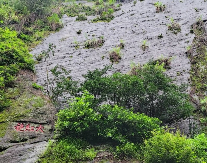 大陸福建省南平市武夷山市大紅袍景區  探尋「茶中之王」美譽的大紅袍母樹