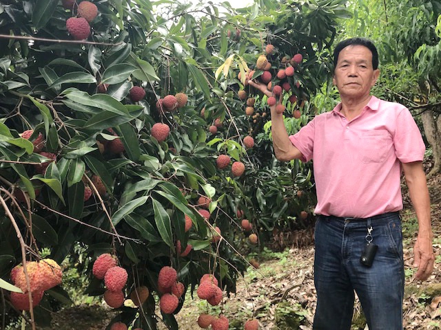 有無子西瓜也有無子荔枝新品種  蜜香無子荔枝經6年努力種植成功