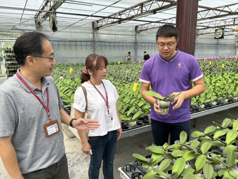 台中市后里萌芳花卉農場  負責人林將凱與宋彩聯夫妻努力研育超過500種以上蝴蝶蘭及石斛蘭