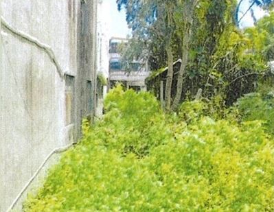 私人土地雜草叢生恐受罰  中市府法制局長李善植：違者最高可處6000元