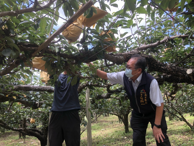 台中市后里高接梨及葡萄正值採收期  遇上杜蘇芮颱風過境台灣  區長賴同一於颱風暴風圈離台後展開巡視工作