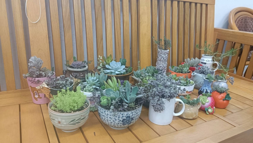 「瓷」來相遇—舊愛新歡  中市大里清潔隊以廢電池兌換瓷器、多肉植栽