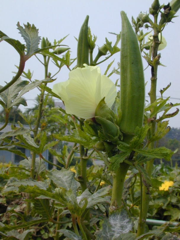 「秋葵」相傳有顧脾、整腸功能  目前正值採收期  品嚐好時機