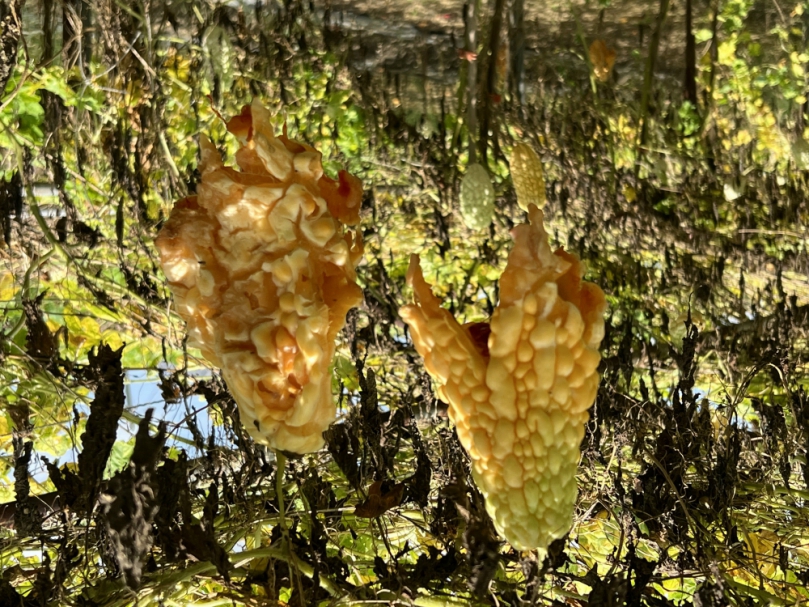 卡努颱風致后里、外埔及大甲苦瓜災損  8月19日前受理申請現金救助