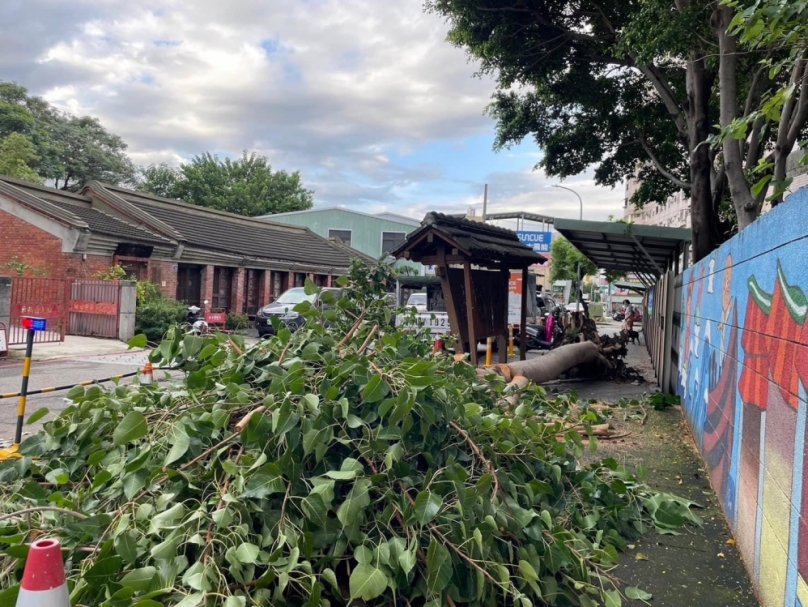 暑假期間台中市接連發生兩起通學步道路樹倒塌  市議員江肇國建議中市府啟動跨局處通學步道路樹全面健檢
