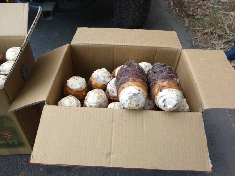 大安區芋頭品質優  首運拍賣場即拍得一公斤一百一十七元高價  篤定芋農們的信心