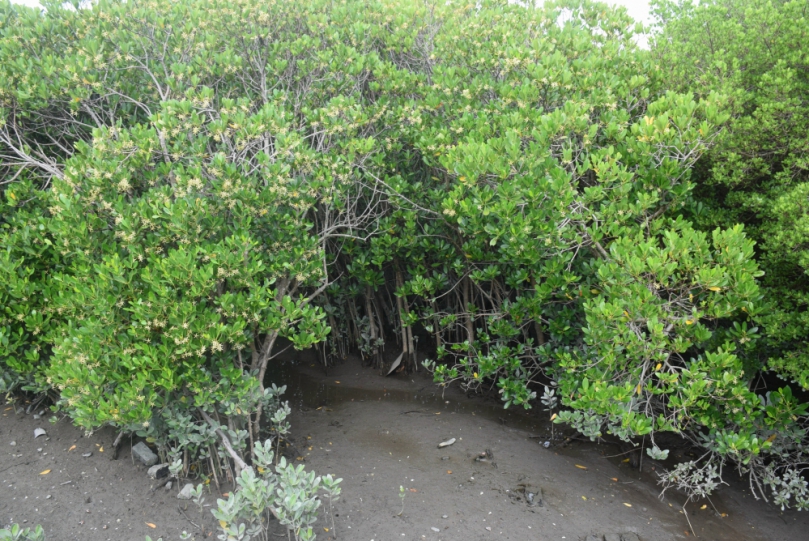 台中市大安區銜接海域之塭寮溪出海口兩旁  分佈二十餘公頃的紅樹林群  沈積扇內棲息三十多種招潮蟹