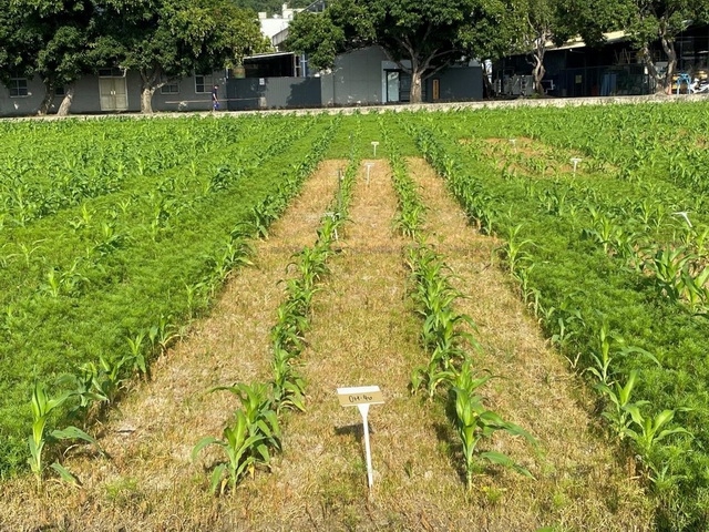 油也能防除雜草  新型友善防治資材  植物油除草劑