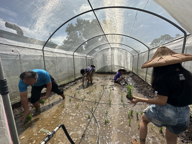 烏日五光社區產業行銷活動登場  體驗古早味米苔目製作、田間種稻