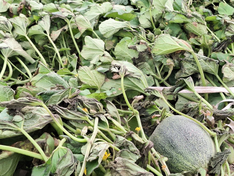 小犬颱風造成北門、將軍、學甲洋香瓜災損  市長黃偉哲督促農業局向農糧署申報天然災害救助