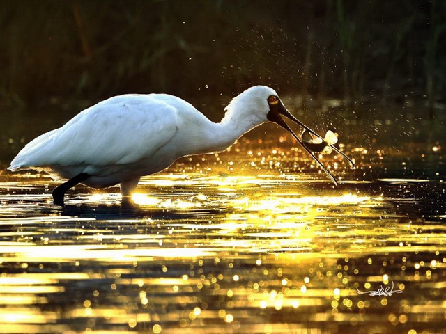台灣旅遊攝影學會  八大藝術創作聯展  國際大奬多元創作一次看