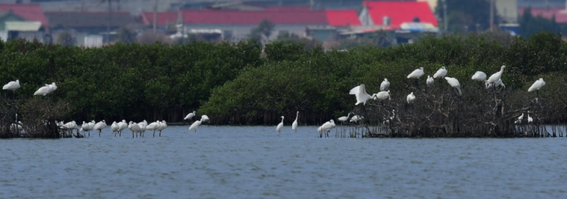 黑面琵鷺飛抵台南！國慶日後增加到235隻  1028黑琵保育季登場