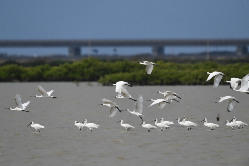 2023黑面琵鷺保育季【卡打車逍遙遊賞黑琵、黑面琵鷺保護區巡禮】歡迎報名