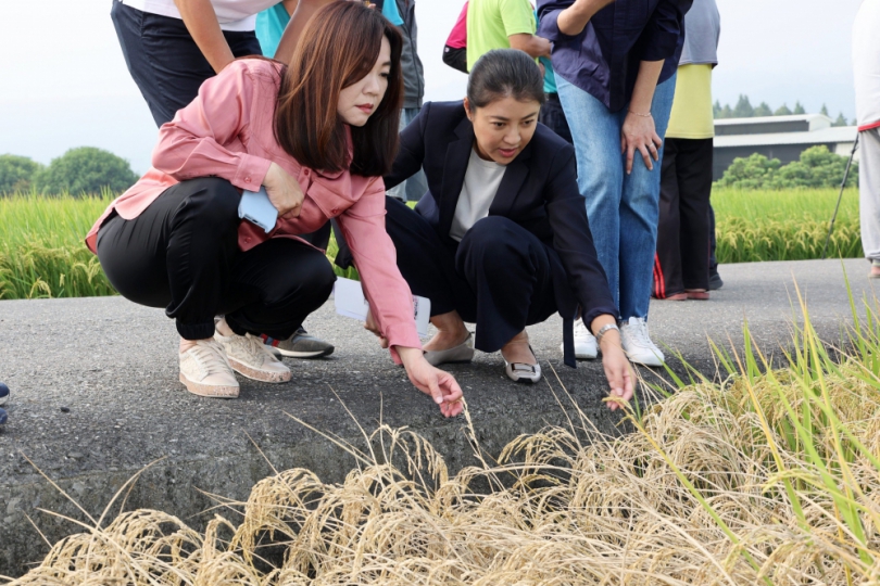 水稻褐飛蝨蟲害肆虐 草屯良質米受害慘  許縣長促早收、馬立委爭取比照天然災害農損救助