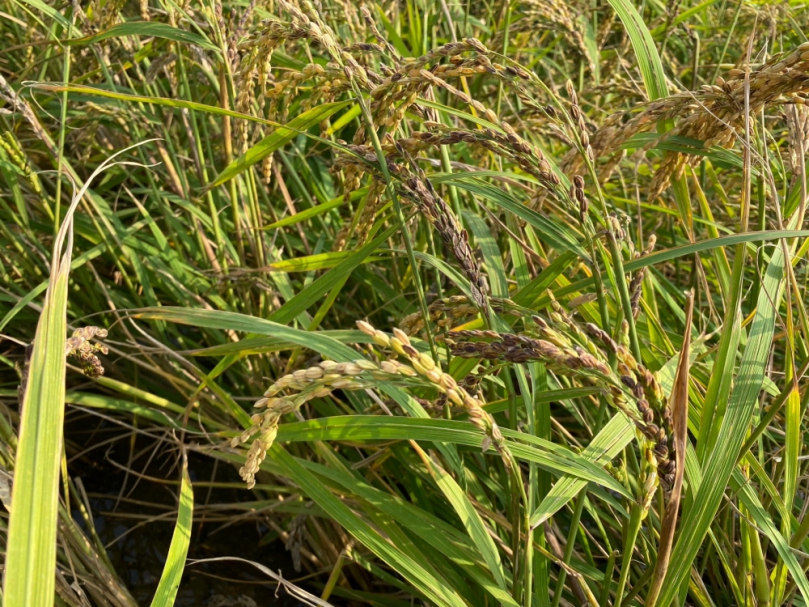 小犬颱風造成大肚及外埔水稻災損  中市府提醒11月6日前提出申請