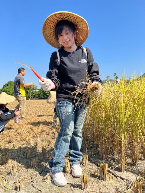 永續農業生態霧峰  峰收之秋割稻活動