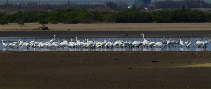 2023黑琵親子輕旅行活動開始報名  今年增加尋找市長野放「T85」黑琵及「黑琵數來寶」