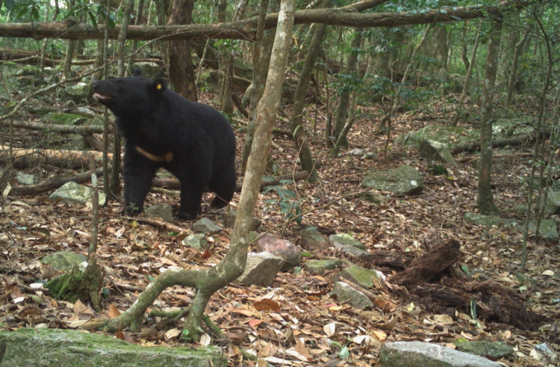 熊熊現蹤！民眾登鳶嘴稍來山步道遇黑熊  林業保育署臺中分署提醒正確應對方式