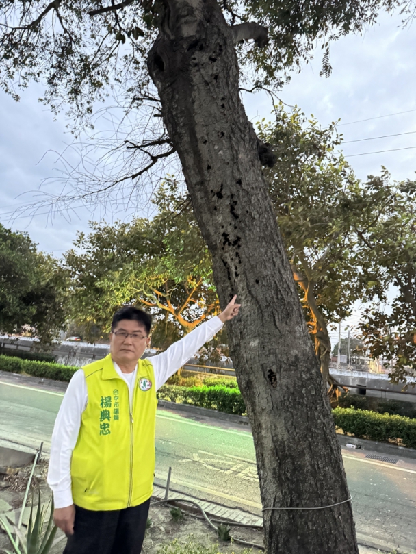 清水鎮平百年朴樹三兄弟  一棵疑似遭真菌危害已枯死  議員楊典忠質疑市府照顧老樹不力