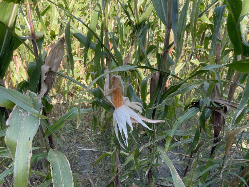 中市硬質玉米災損  12月18日前受理申請現金救助