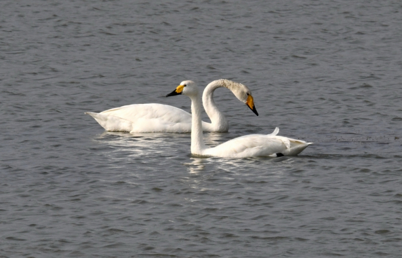 台灣稀有冬候鳥1隻大天鵝與3隻小天鵝同框出現在台南七股三股溪旁魚塭