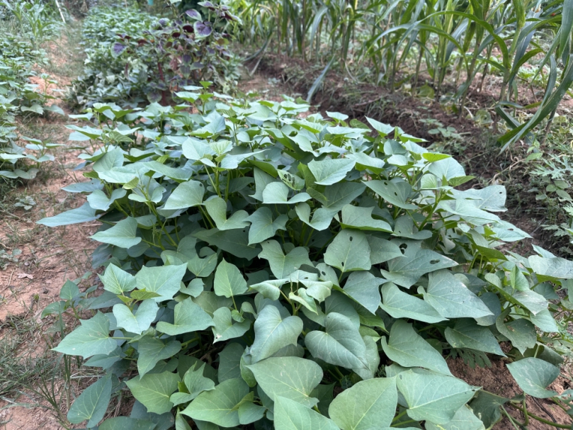 健康蔬果自己種！中市環保局邀您參與環保農園