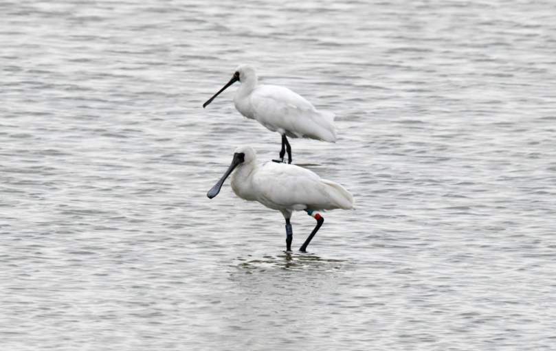 學甲濕地第2隻傷癒黑琵N49飛回台灣度冬