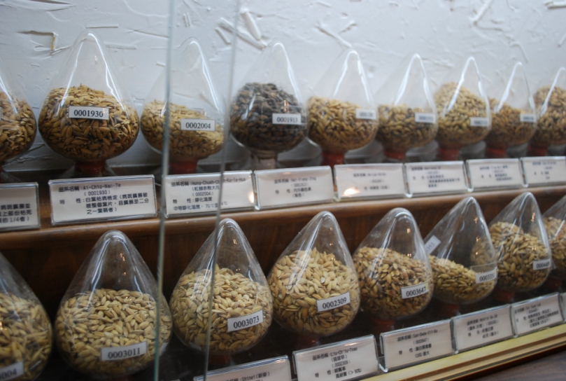 大甲區農會稻米產業文化館讓遊客認識稻米的一生