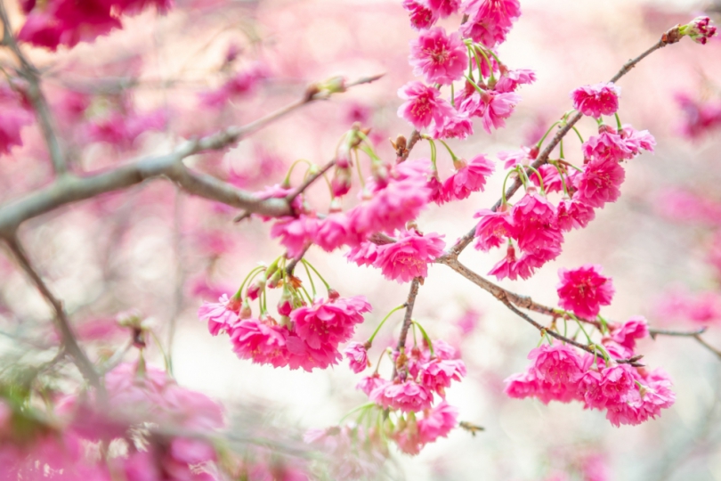 絕美與永續-2024暨大櫻花季閃耀登場