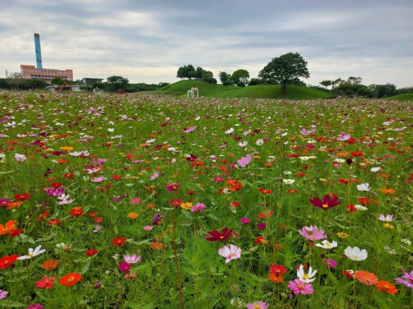 中市后里環保公園繁花盛開  建設局長陳大田：近郊賞花喜迎龍年