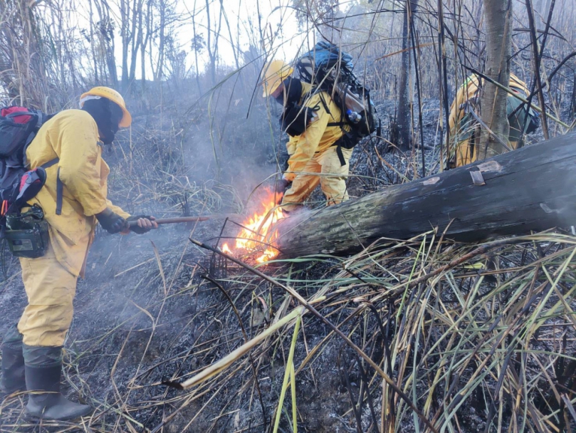 大甲溪事業區66林班森林火災  全力搶救火勢已獲控制