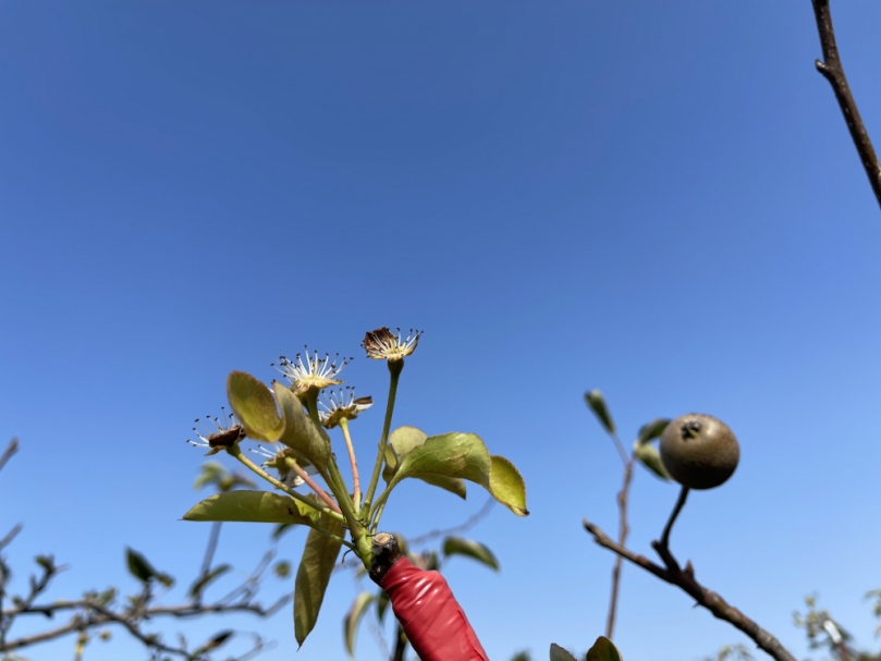 中市高接梨穗災損  農業局籲2月26日前申請現金救助