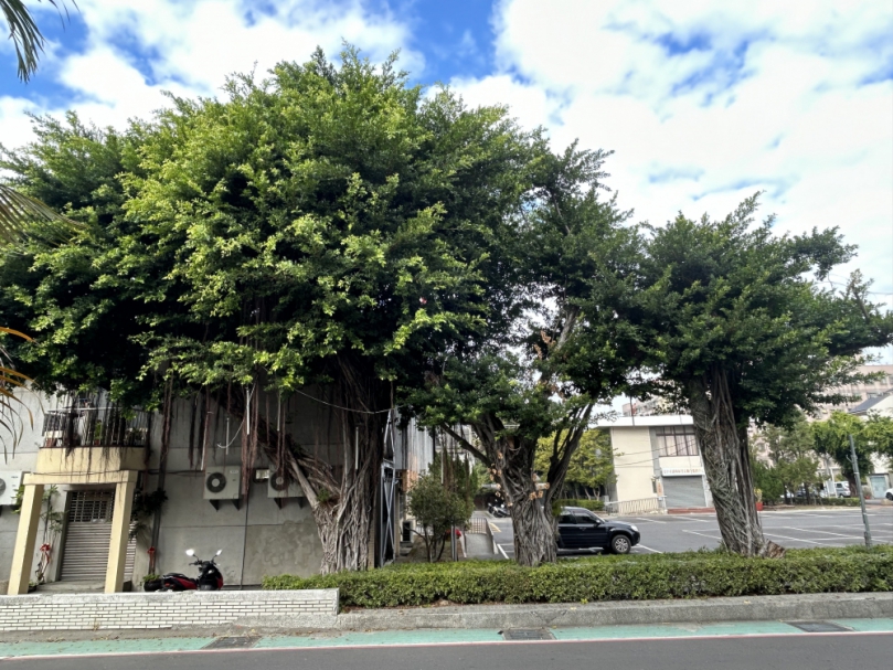 台中霧峰區公所周邊有不少百年老樹  民進黨台中市議員李天生呼籲設法保留