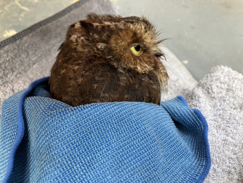 路傷黃嘴角鴞臨停馬路黃線   林業保育署同仁救援被萌翻