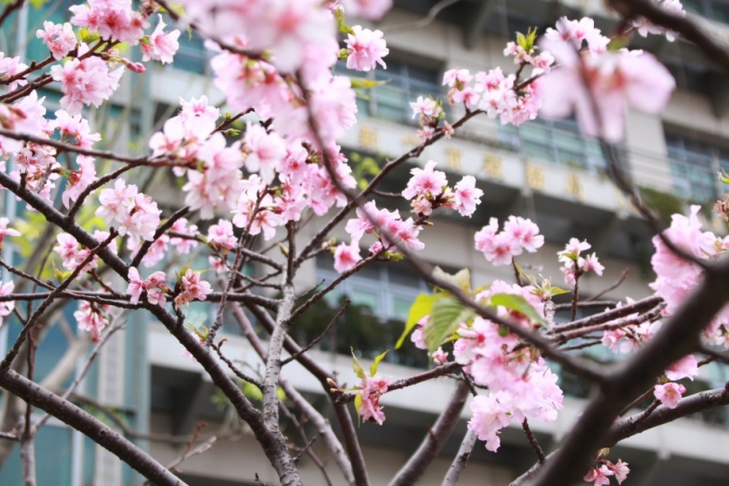 新竹好康龍底加   賞櫻、喝免費星巴克再抽提貨券   竹市租稅宣導2/26開跑