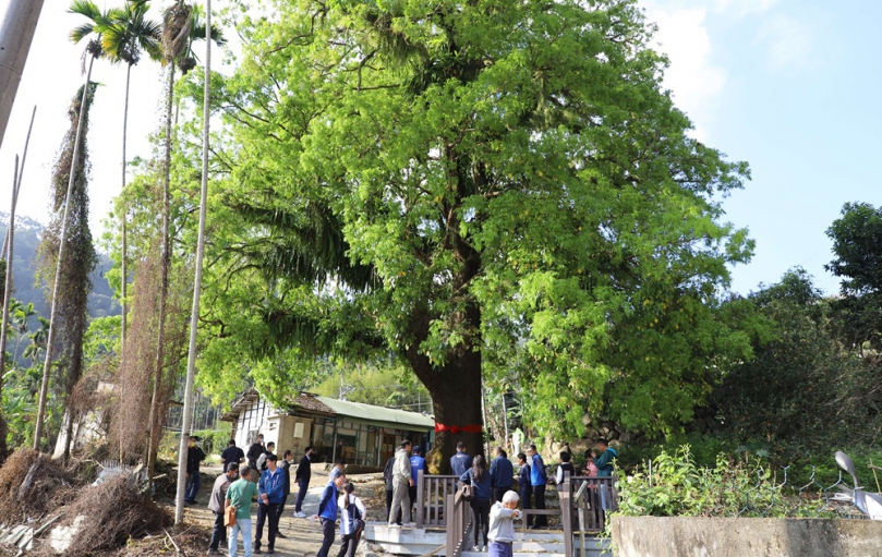 提升古坑樟湖觀光量能　張麗善率團隊親自踏勘