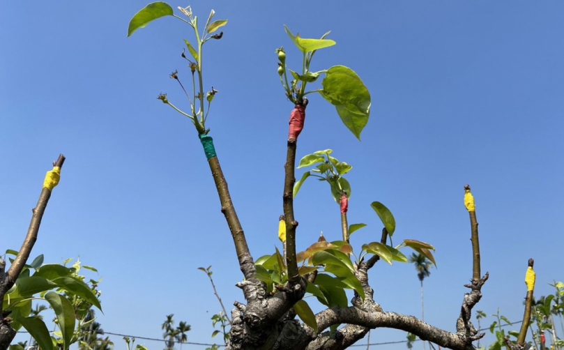 高接梨穗天然災害現金救助　3月2日至11日前往土地所在地公所申請