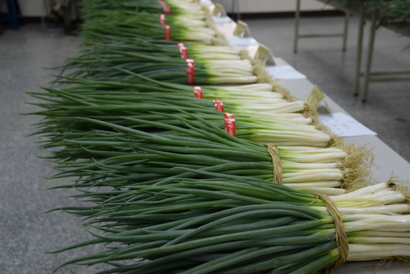 大安區農會輔導農民種植生產履歷青蔥成就非凡  進駐中市裕毛屋生鮮等超市販售獲取更好利潤