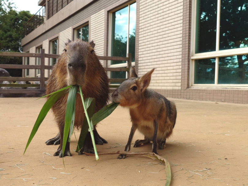 呆萌動物群星會就在六福莊   帶萌孩們與兔豚一起找彩蛋