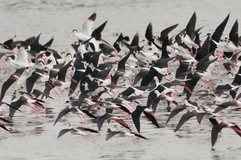 香山濕地候鳥即將北返   金城湖賞鳥就趁現在！