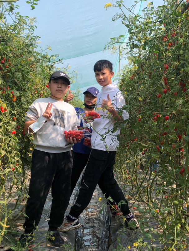 台中大里農會推廣食農教育  你農我農作業組採番茄收穫滿滿