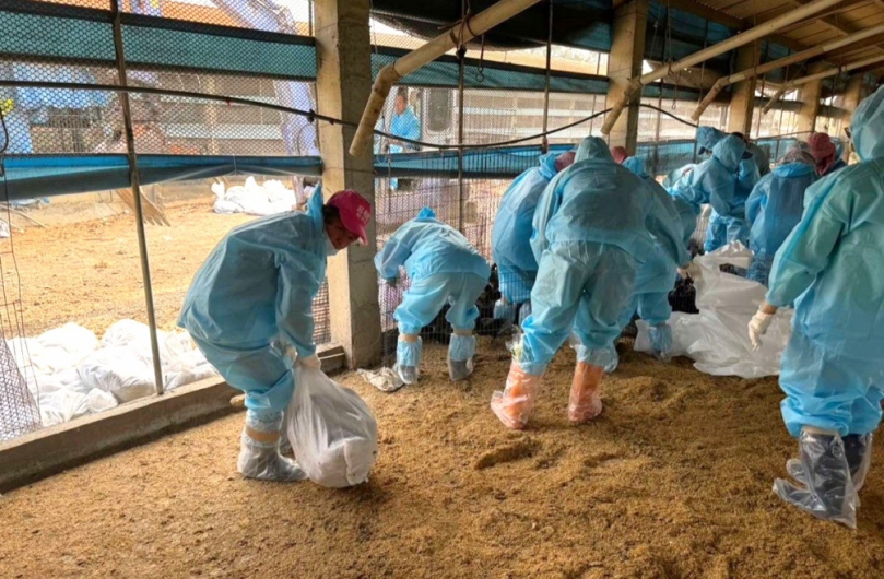 台西一土雞場發生H5N1禽流感　撲殺銷毀12,420隻黑羽土雞