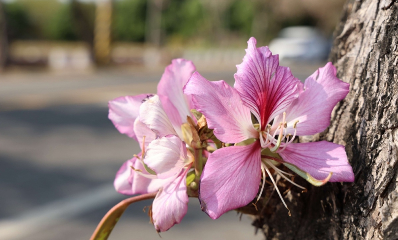 土庫印度櫻花綻放櫻花大道開幕　張麗善邀請民眾賞花體驗文化魅力