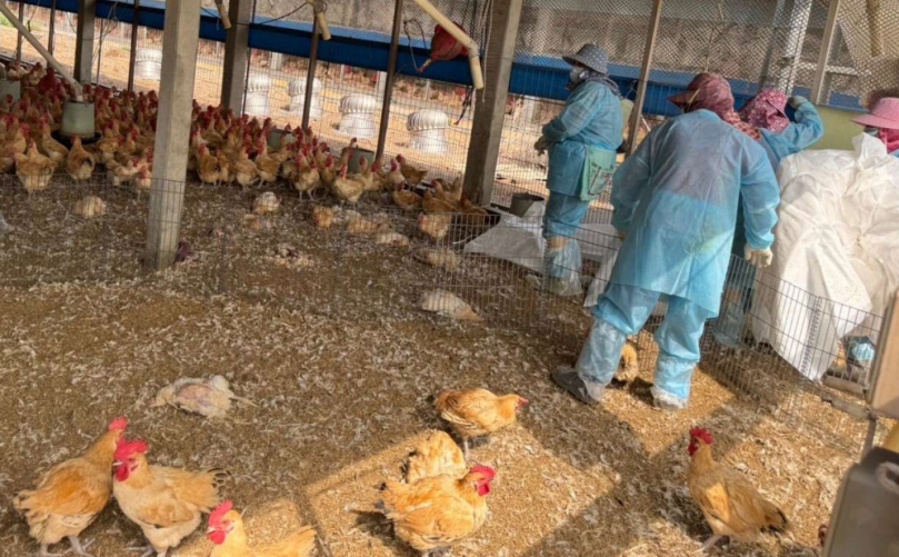 莿桐一土雞場爆發H5N1禽流感　撲殺銷毀23,571隻紅羽土雞
