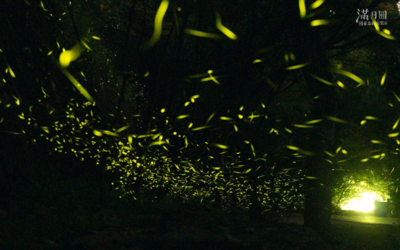 滿月圓賞螢季開跑   螢光電影免費看！