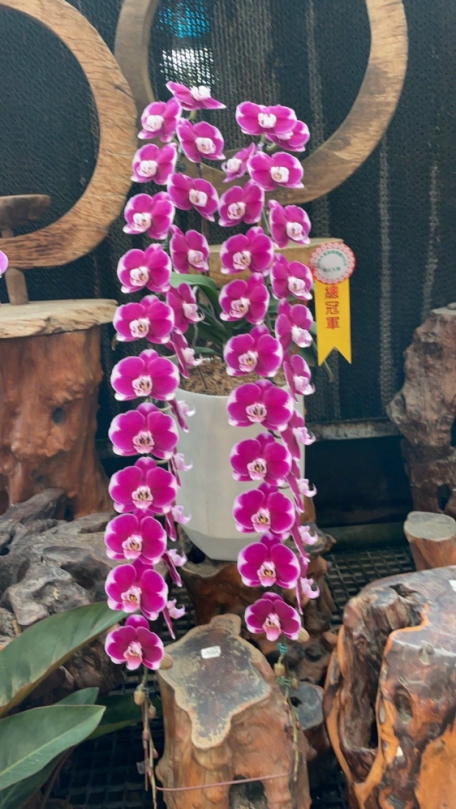 台中市后里區花農花農林將凱勇奪大里區農會國光花市四十週年春季蘭花大展賽總冠軍