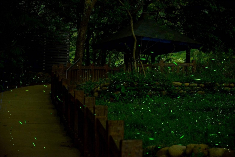 2024大坑蝶螢嘉年華登場  春季賞螢4月8日搶先開放報名